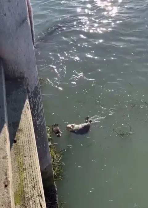 Just otters floating around 