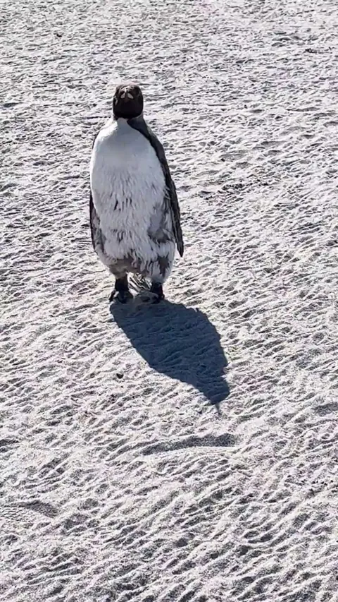 🔥Peguins on the Beach in the Falkland Islands