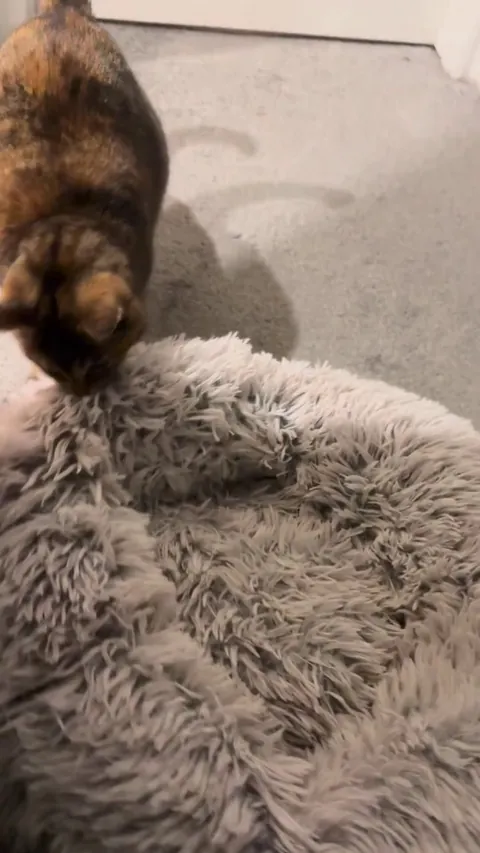 Our most recent interior design hire