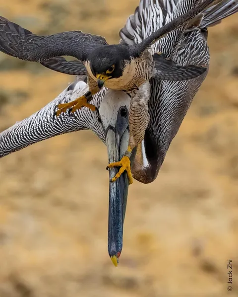 A Peregrine falcon hunting a Brown Pelican