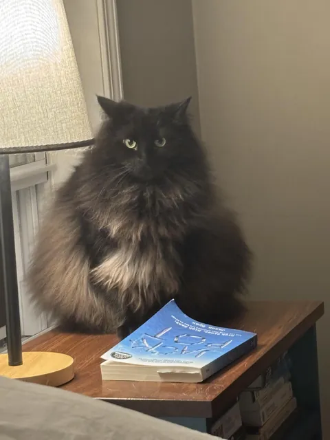 October wants to dress up as a candy corn for Halloween