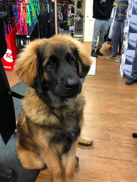 This is Sully, he came into my work today and let everyone pet him.