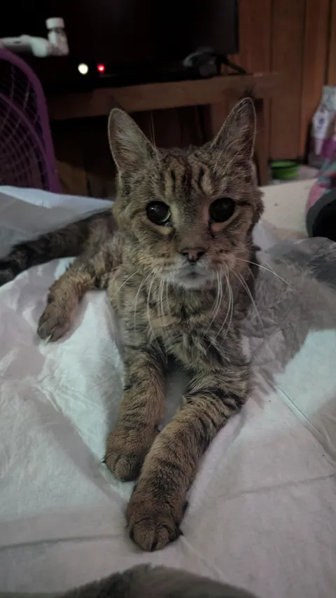 Meet Tiger, my boyfriends ancient 20 year old kitty.
