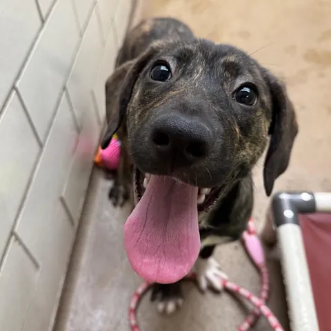 The pup I didn't adopt and it's killing me!