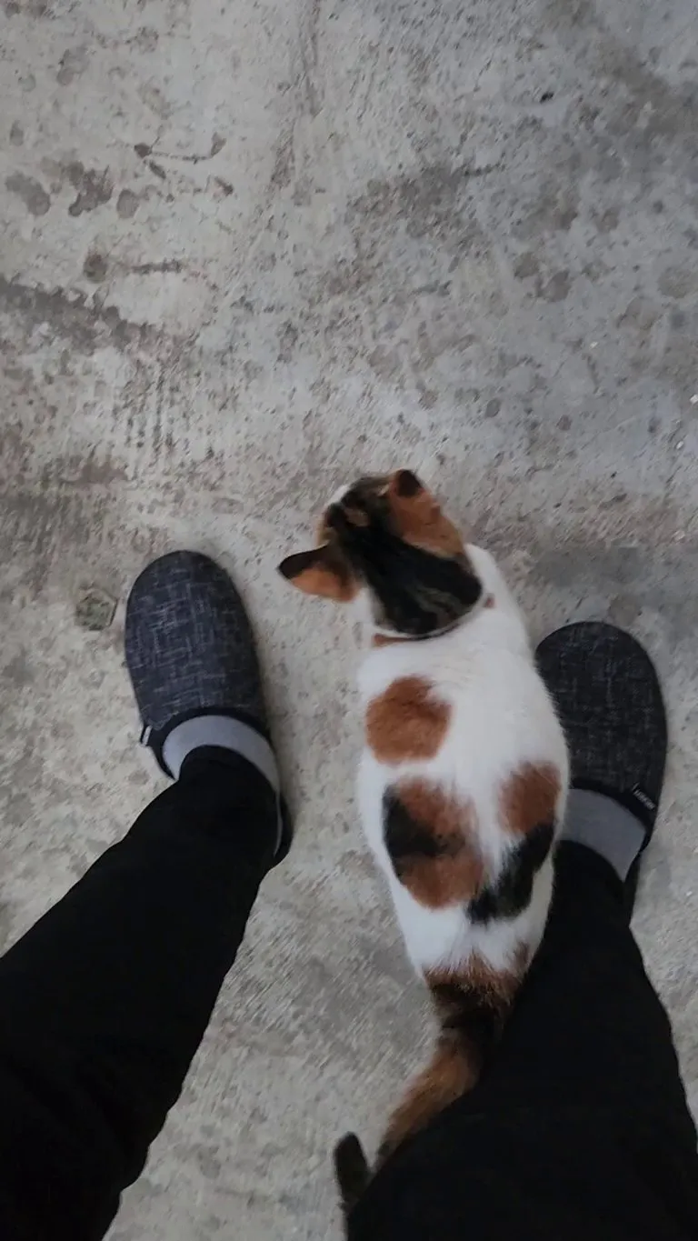 I leave here my stray cat's lovely purr, and my breath sound 😅