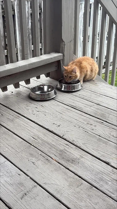 Took in a feral and now I'm caring for a litter of Kittens