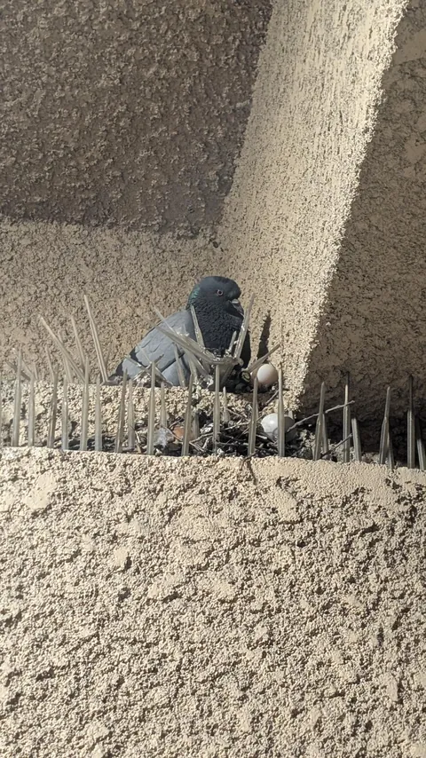 This pigeon has laid her eggs on the very barriers meant to keep her from perching