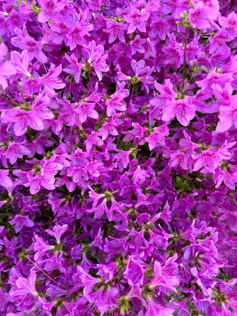 My azalea is going absolutely crazy this year 😍 what did I do right??