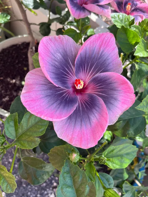 Midnight Tryst Hibiscus gone wild