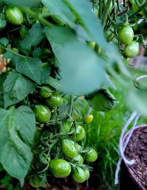 How to get $5 in free tomatoes... Step 1: Spend $200 in supplies, and even more on time/energy