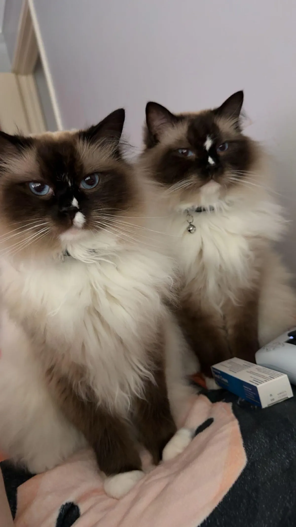 Went today to my friend's house and found these 2 cuties.