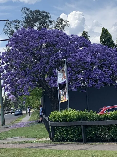 Is the mess a Jacaranda tree makes when flowering as bad as I have heard?