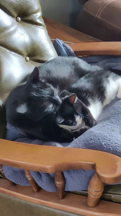 Lincoln Loves his Kitten