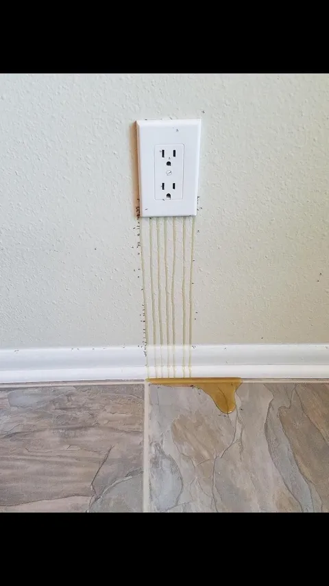 Honey from bee infestation