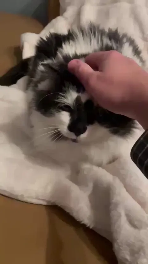 I’d never heard a purr like this before we adopted this “feral and unadoptable” colony cat. He seems to like living with humans. (Sound on)