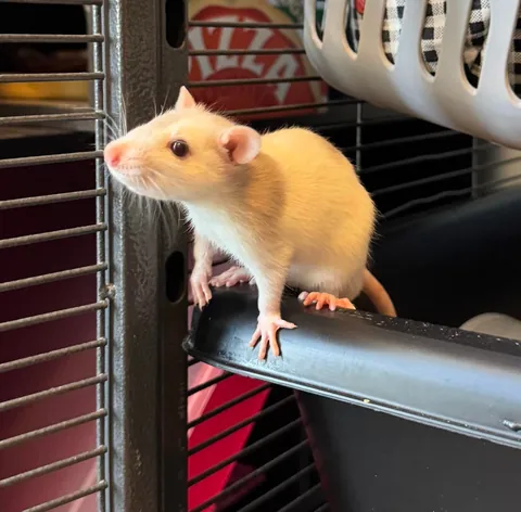 Herbie is a big boy now 🥹