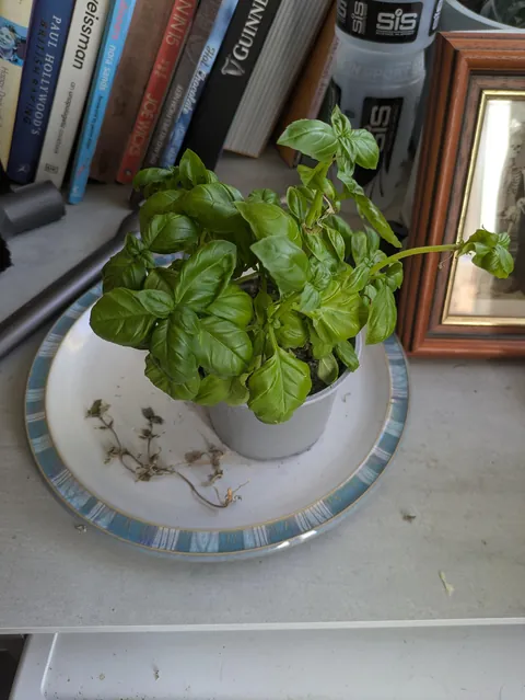 [OC] Oscar for best actor goes to my Basil plant (2 hours post water)