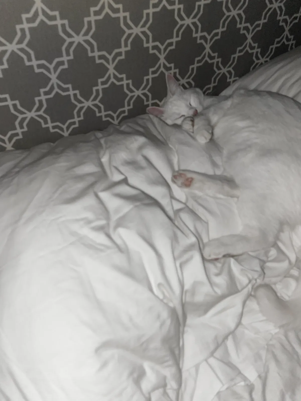 I took this photo at 4am because I woke up with something fluffy in my face. Looks like my pillow is shared now🥲