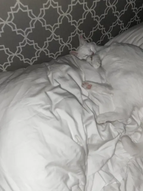 I took this photo at 4am because I woke up with something fluffy in my face. Looks like my pillow is shared now🥲