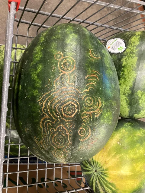 Beautiful markings on a watermelon at the store