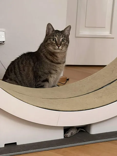 That face when you hear the treat bag from 3 rooms away