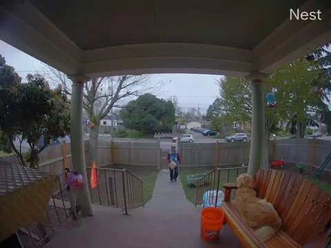 My Dog is the Reason Your Amazon Package is Late