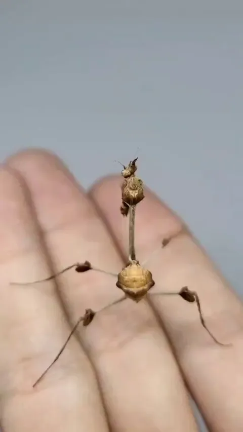 🔥 The wandering violin mantis