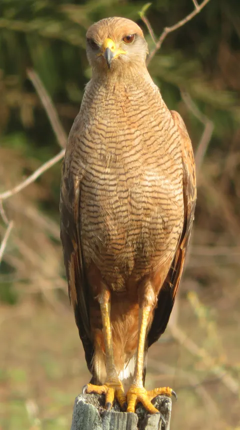 🔥 Savanna hawks are quite beautiful