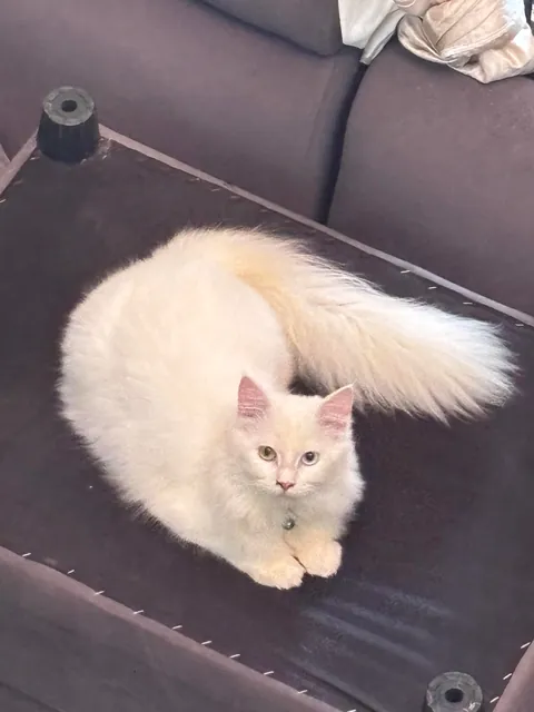 Happy 8 month birthday my yuki ❤️