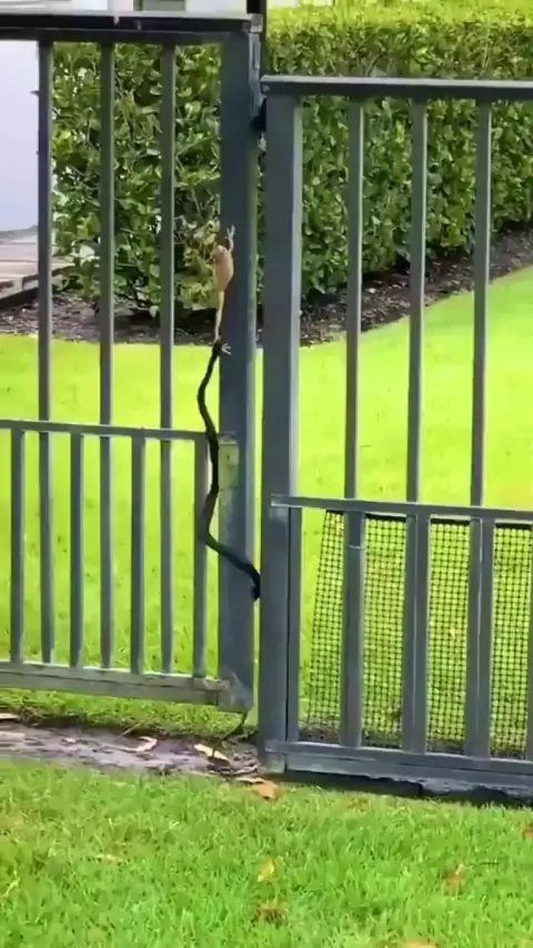 Little dude hopping for his life