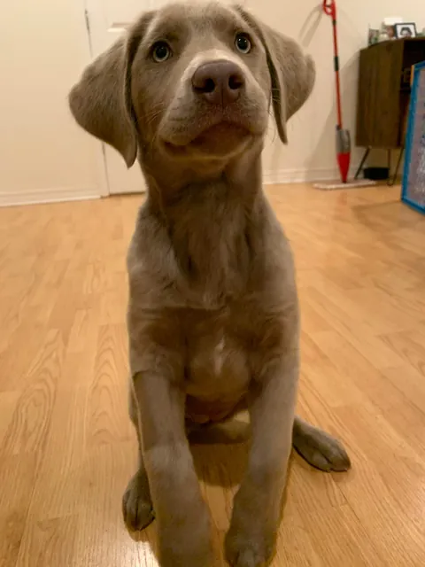My puppers first and latest Christmas☺️