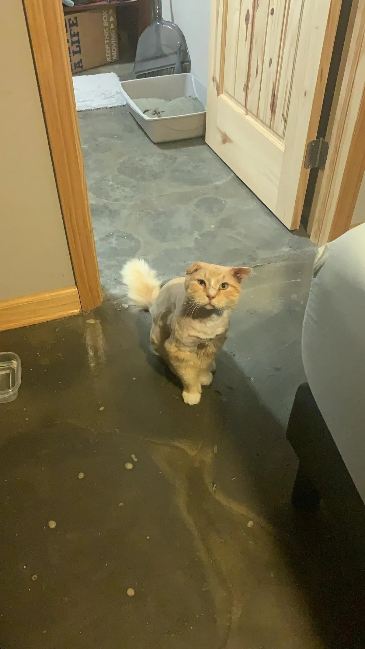 The transformation of Finnegan from forest cat to pampered city kitty