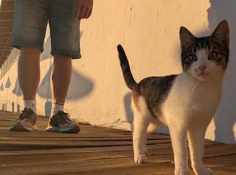 The huge collection of cats I found on my adventure to Turkey😅😊