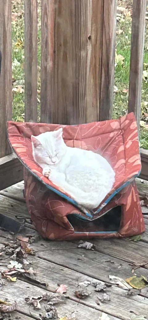 My feral baby Falkor using her new outside house. 😂