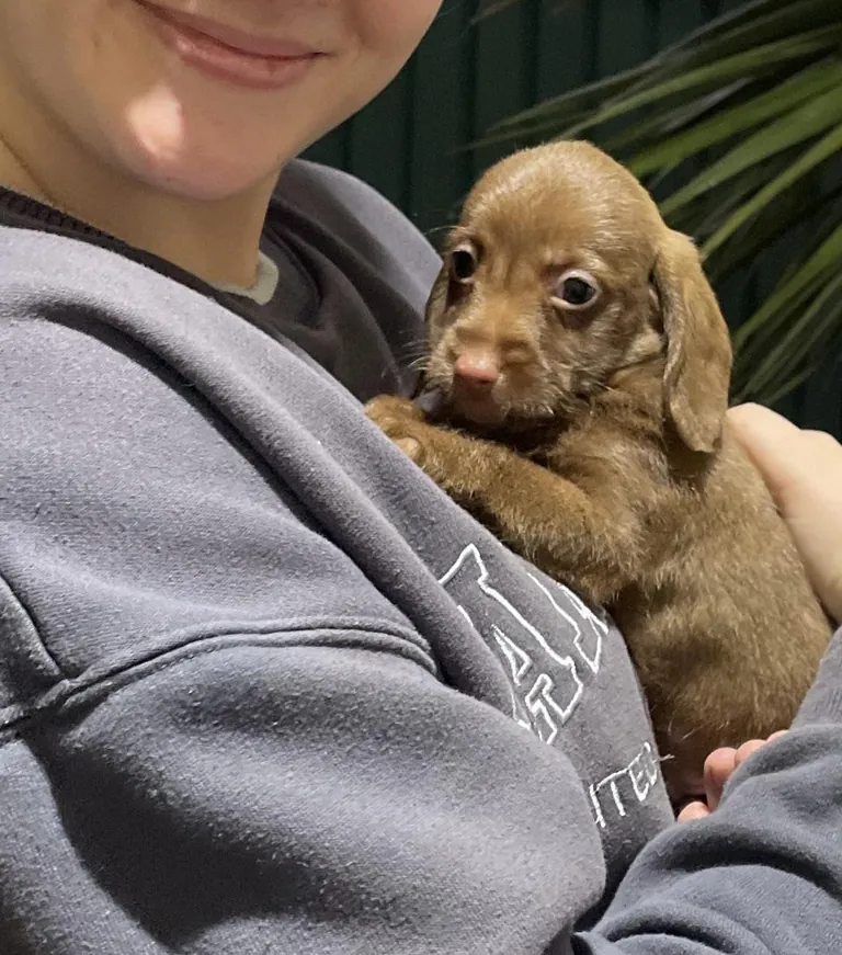 My daughter has wanted a puppy for years, meet Frankie.  She’s so in love.