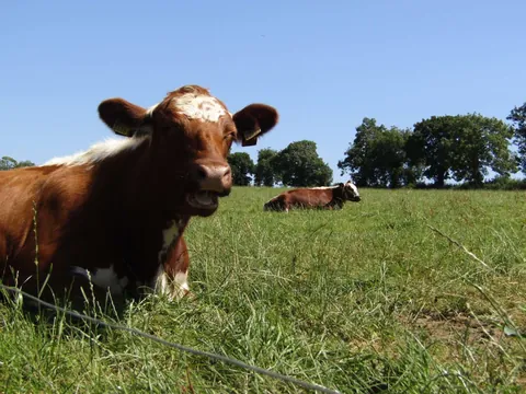 Rose and Willow are never too far apart. I often see them grazing with each other away from the rest of their herd.