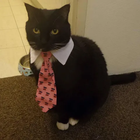 Do cats find things “funny”?