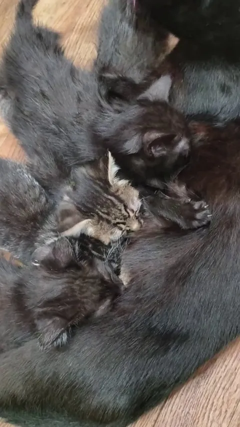 Caution: too cute to handle