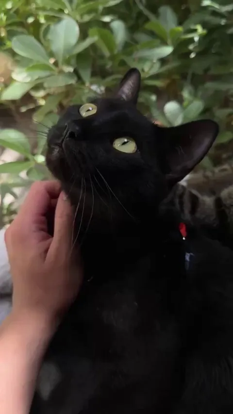 I still see the little kitten I brought home 2 years ago 🖤