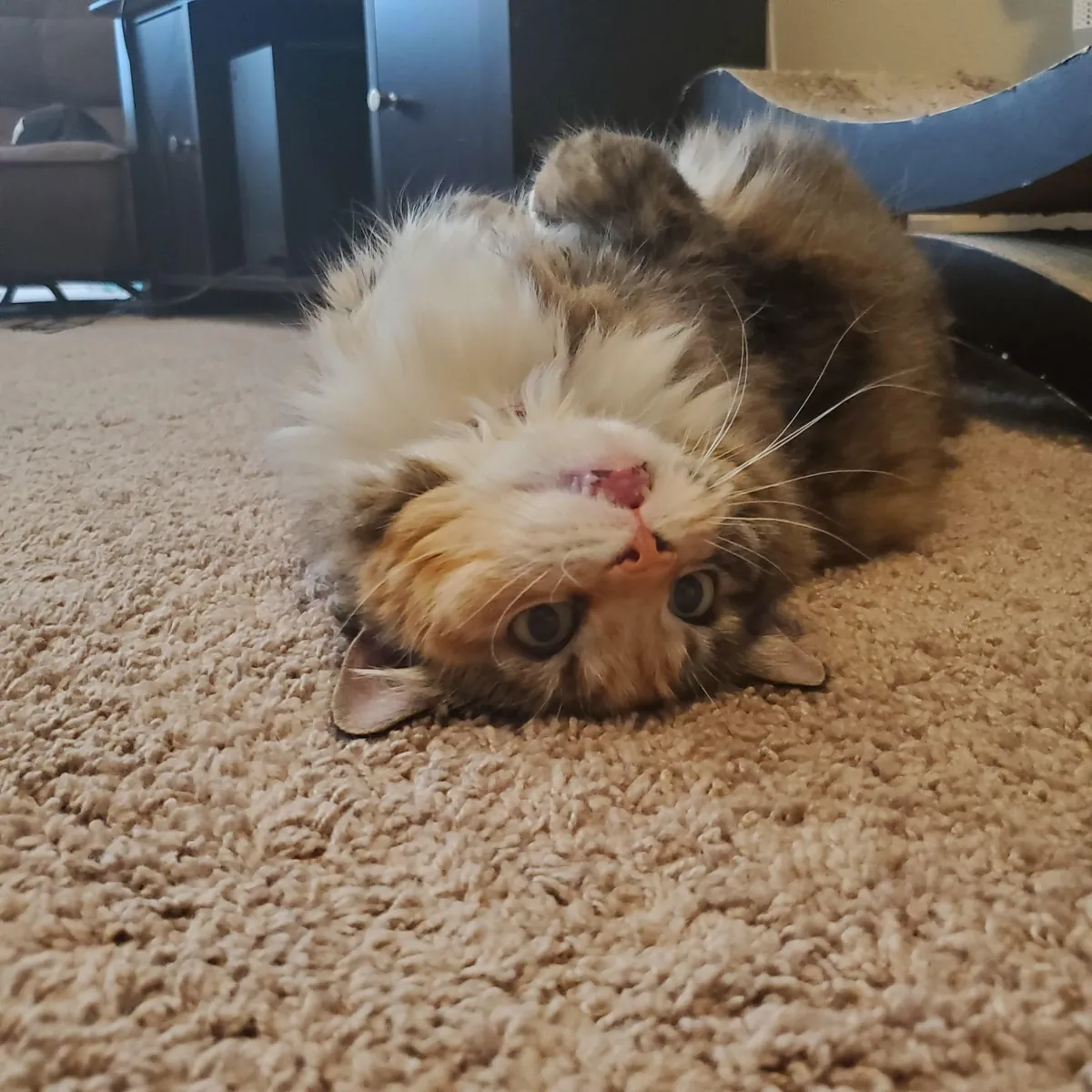 Tribute to Buster - we adopted her as a kitten 17 years ago and had to say goodbye today. She loved naan and croissants and stickers and her mortal enemy was the Xbox disc tray. She was always our babycat.