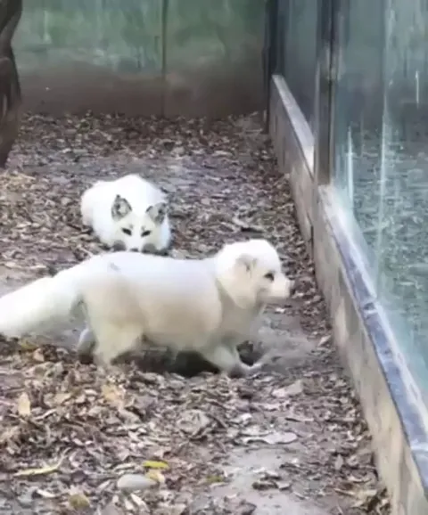 Lil Fox Loses His Friend