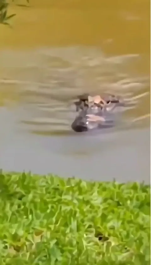 Born to be puppy forced to be a predator 🐊 😂