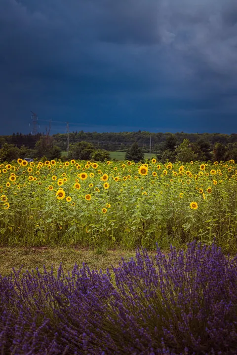 Before the Storm