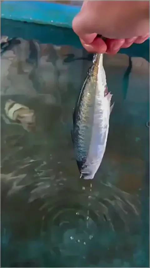 This cuttlefish is mimicking a human face
