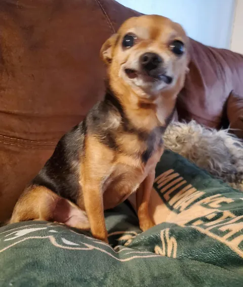 Our 13-year-old dog giving his best most handsome smile.