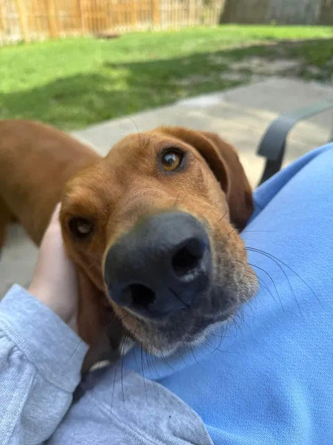 Boop the Bambi 👆🏻