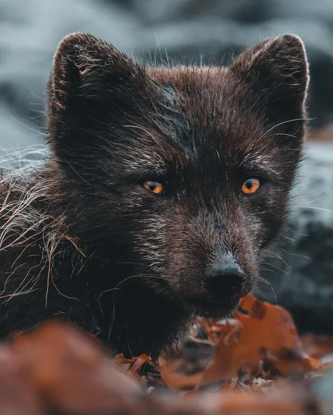 Arctic Fox carries Wolf Eel head