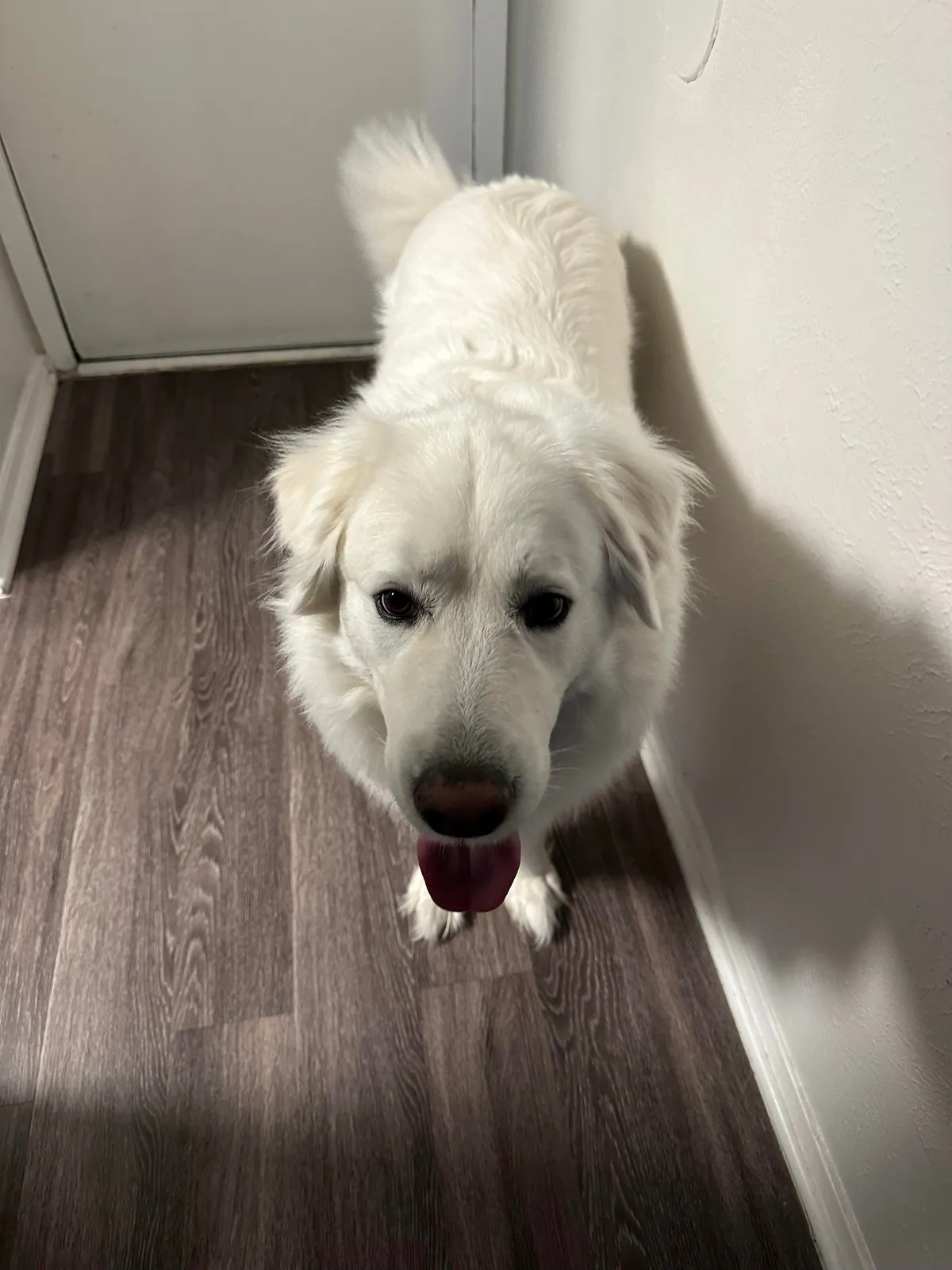 One year ago today, I adopted my sweet boy Mr. Mister!!