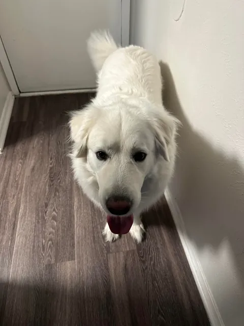 One year ago today, I adopted my sweet boy Mr. Mister!!