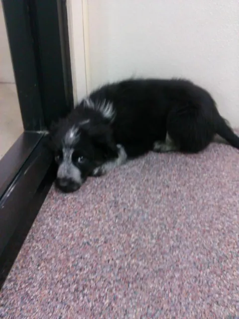 8wks old when I met her at the shelter vs 10yrs last week. Time goes by too fast